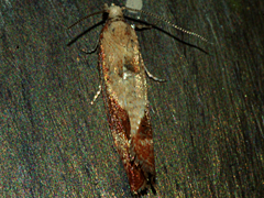 Tortricid moth